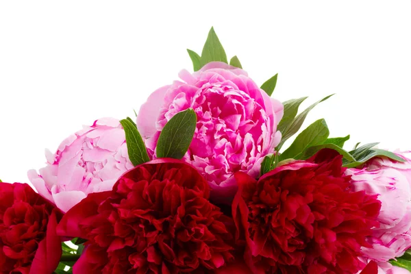 Border of red and pink peonies Stock Image