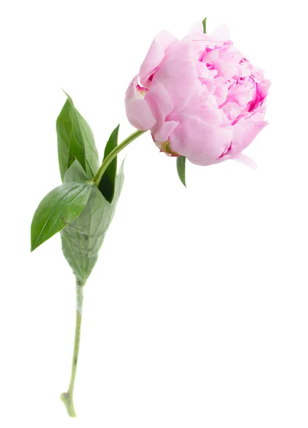 Rosa Pfingstrosen — Stockfoto