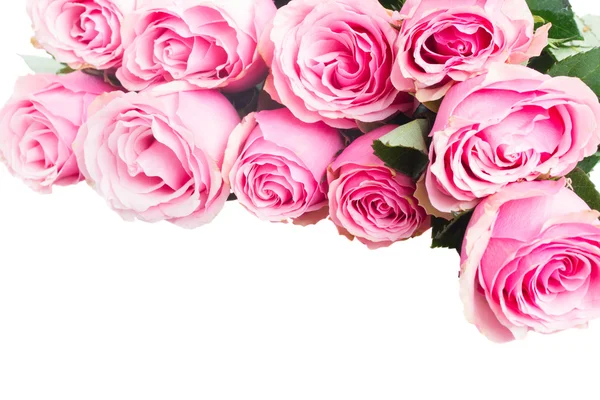 Růžová růže poupata — Stock fotografie