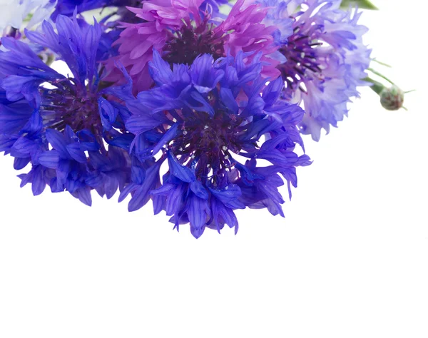 Blaue Kornblumen — Stockfoto