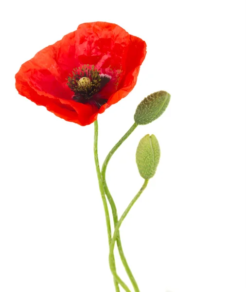 Poppy bloemen — Stockfoto