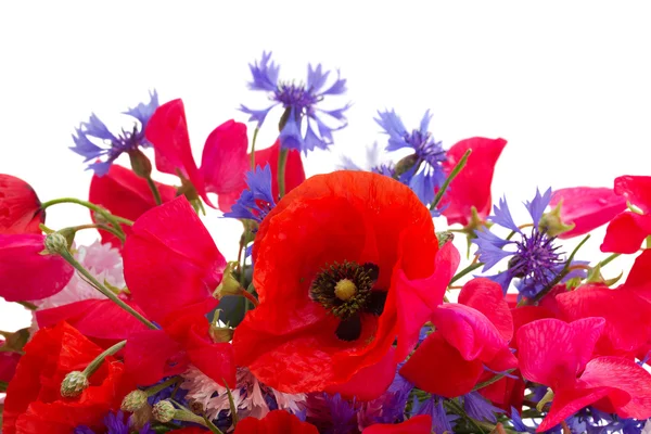 Papaver, sweet pea en maïs bloemen — Stockfoto