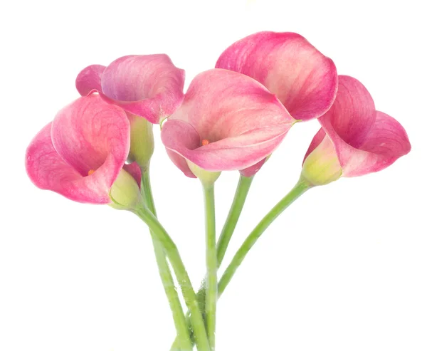 Calla lilly — Stockfoto