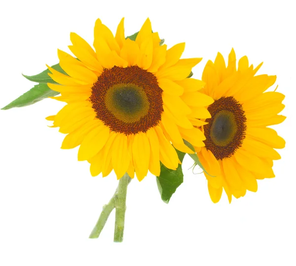 Two bright sunflowers — Stock Photo, Image