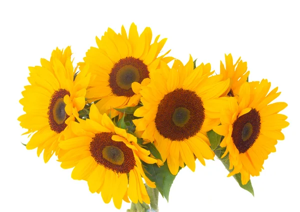 One bight sunflower — Stock Photo, Image