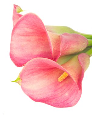 calla lilly