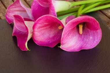 calla lilly