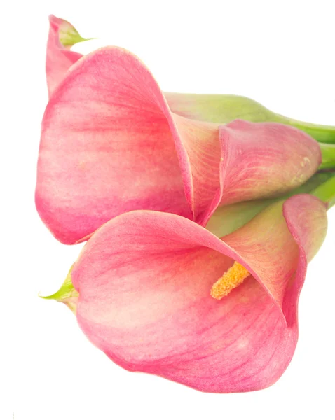 Calla-Lilie — Stockfoto