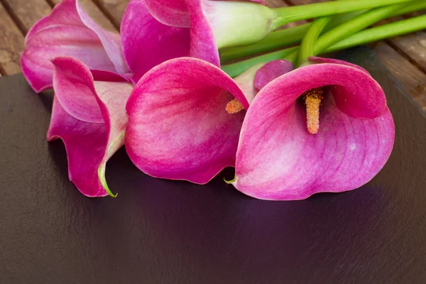 Calla Lelie — Stockfoto