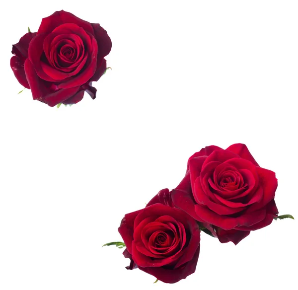 Three dark  red rose — Stockfoto