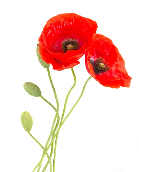 Poppy bloemen — Stockfoto