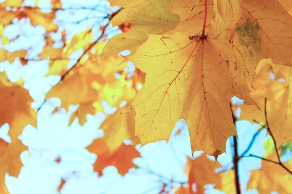 Feuilles d'orange dans le parc d'automne — Photo