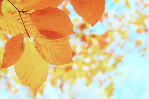 Orange blad i höst park — Stockfoto