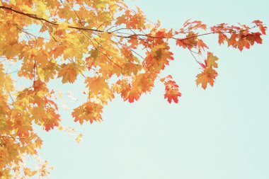 Sonbahar parkında sarı akçaağaç