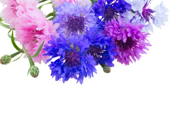 Blaue Kornblumen — Stockfoto