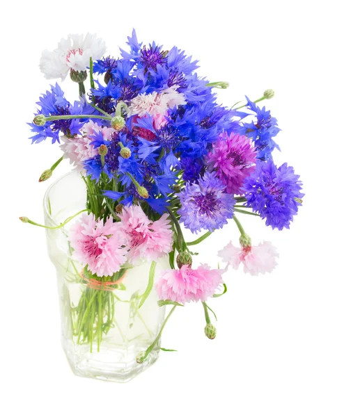 Blauwe korenbloemen — Stockfoto