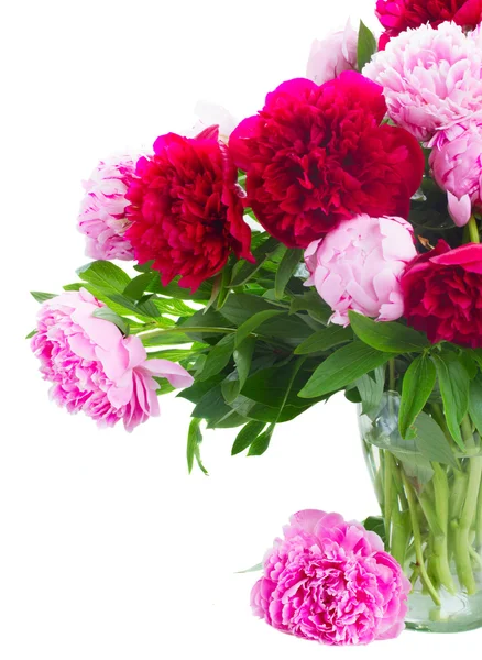 Red and pink peonies — Stock Photo, Image