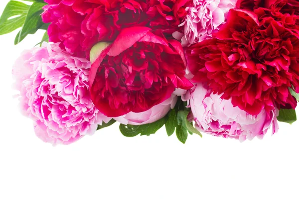 Roze en rood pioenrozen — Stockfoto