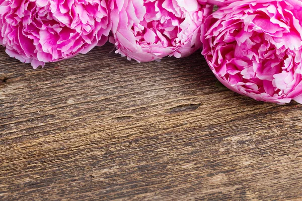 Pembe ve kırmızı peonies — Stok fotoğraf