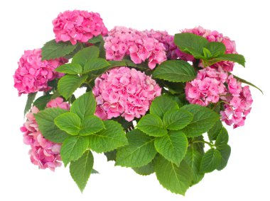 pembe HORTENSIA çiçek