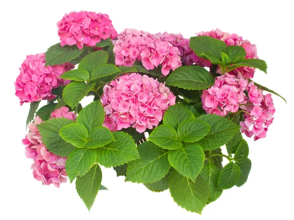 Pink  hortensia flowers — Stock Photo, Image