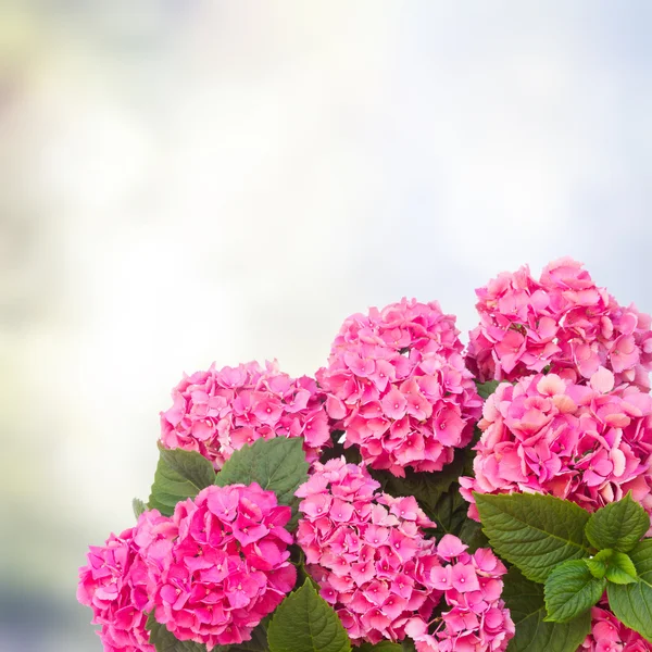 Ορτένσια ροζ λουλούδια — Φωτογραφία Αρχείου