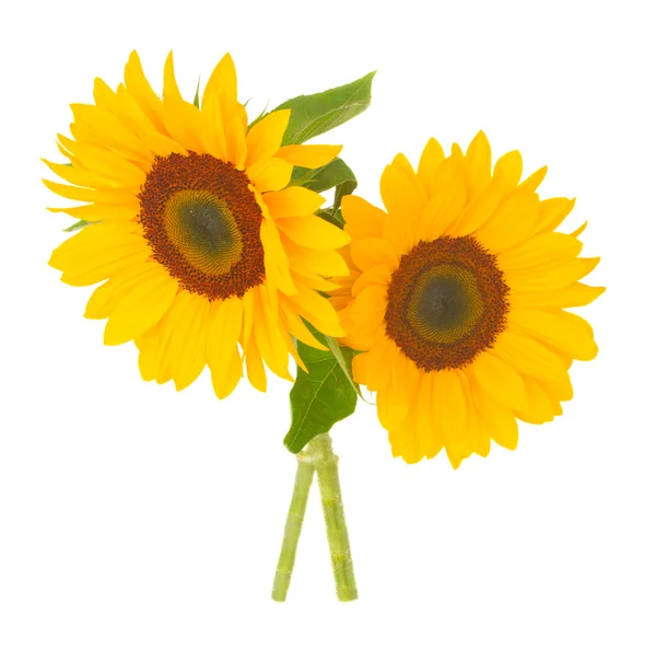 Zwei helle Sonnenblumen — Stockfoto