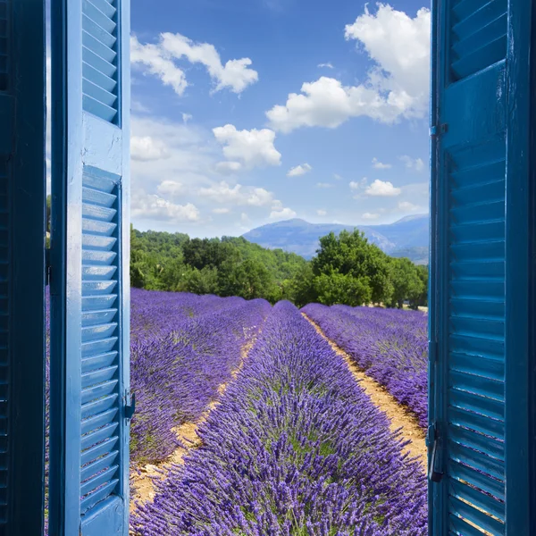 Campo de lavanda — Foto de Stock