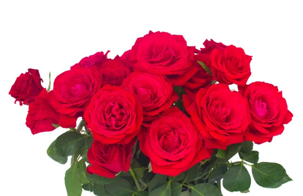 Bouquet of fresh roses — Stock Photo, Image