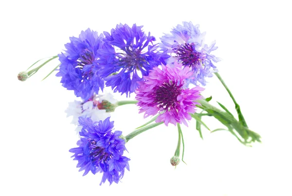 Blauwe korenbloemen — Stockfoto