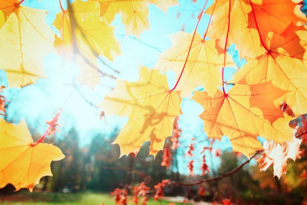 Folhas amarelas no parque outono — Fotografia de Stock