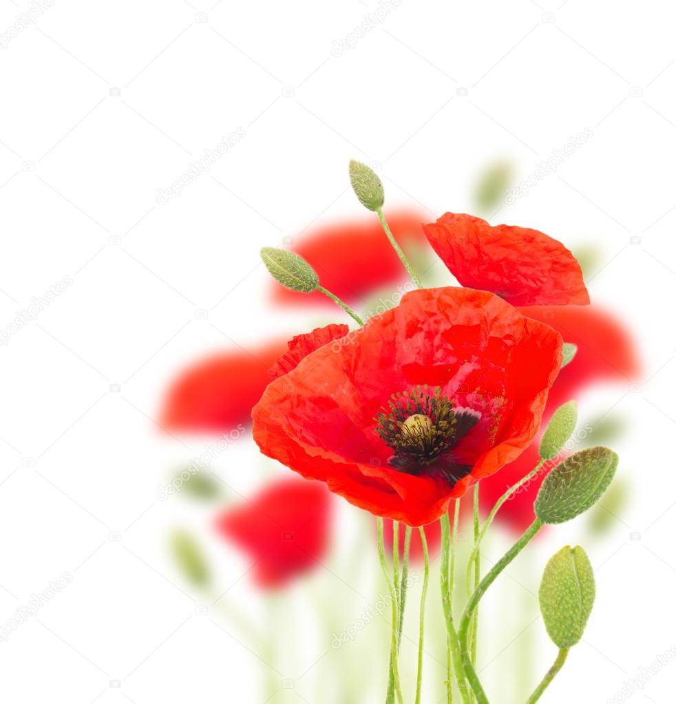 Poppy flowers