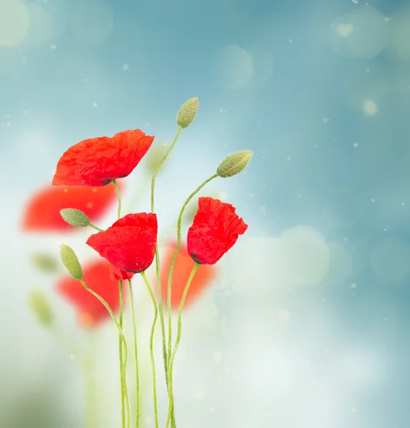 Poppy bloemen — Stockfoto