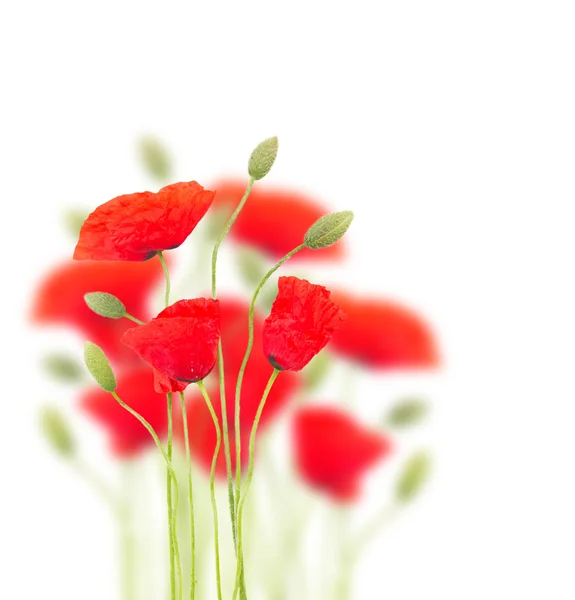 ケシの花 — ストック写真