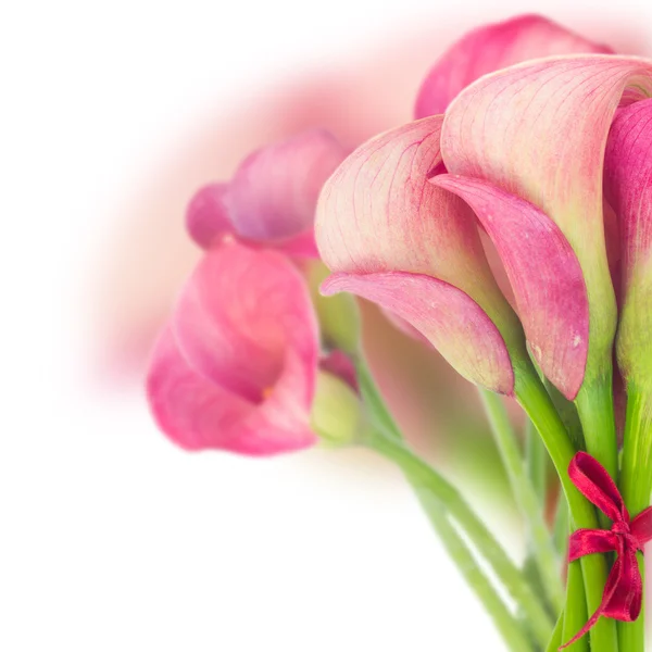 Calla lilly — Stockfoto