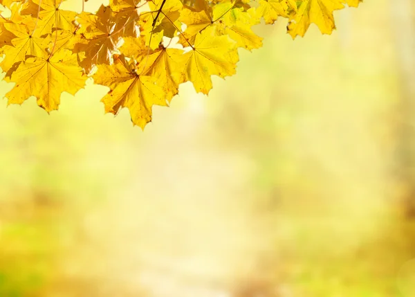 Herbstlaub — Stockfoto