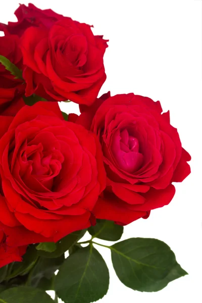 Bouquet of fresh roses — Stock Photo, Image