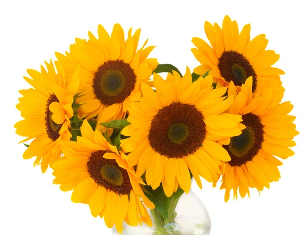 Jeden zátoky slunečnice — Stock fotografie