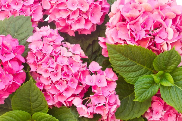Rosafarbene Hortensienblüten — Stockfoto
