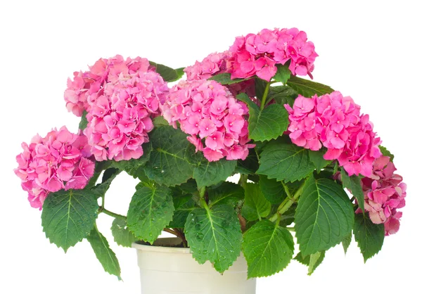 Pink  hortensia flowers — Stock Photo, Image