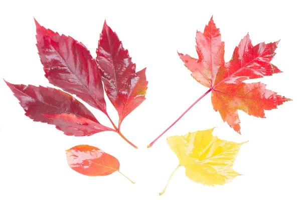 Fall leaves — Stock Photo, Image