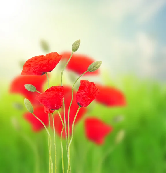 Poppy bloemen — Stockfoto