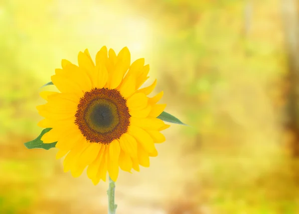 Field of sunflowers — Stock Photo, Image