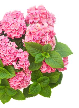 pembe HORTENSIA çiçek