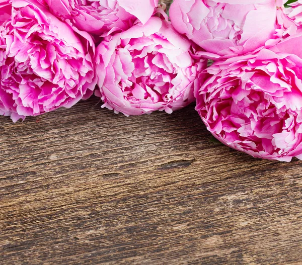 Peonías rosadas y rojas — Foto de Stock