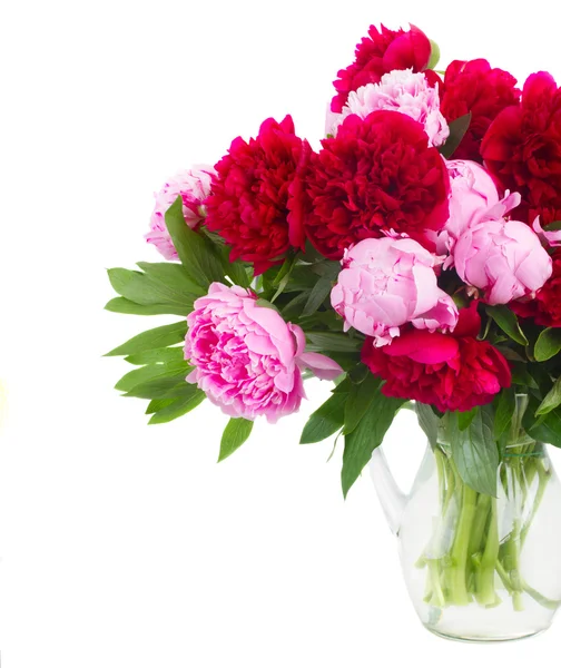 Pink and red  peonies — Stock Photo, Image