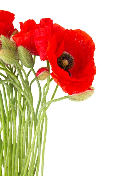 Poppy bloemen — Stockfoto