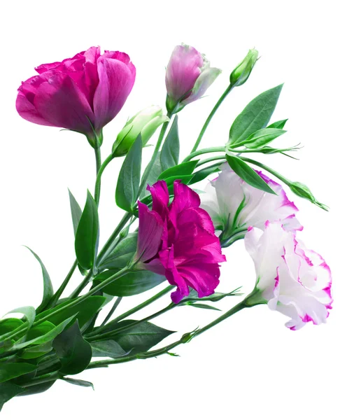 Strauß Eustoma-Blumen — Stockfoto