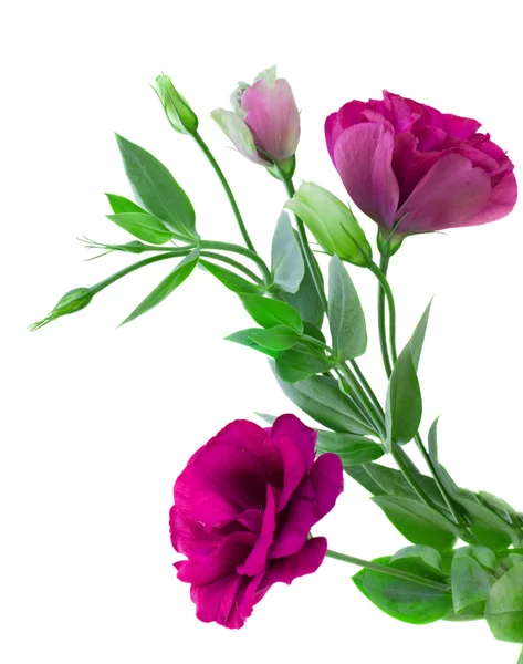 Flores de Eustoma — Foto de Stock