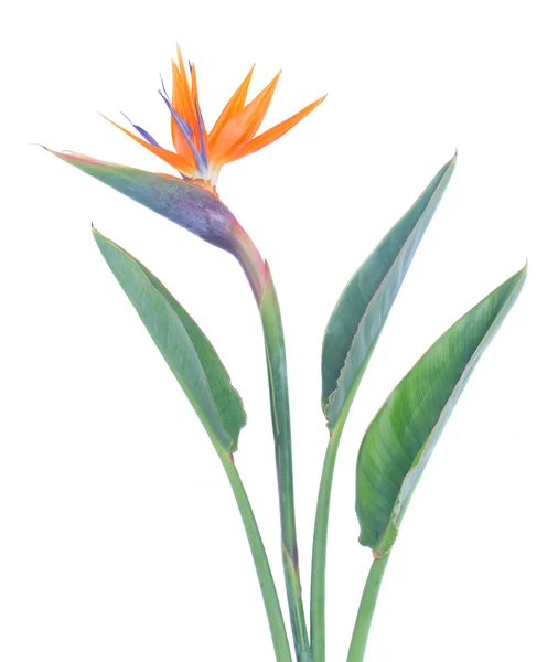 Bird of paradize flower — Stock Photo, Image